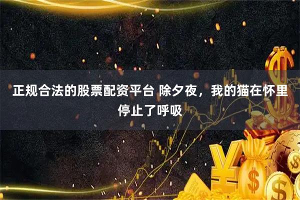 正规合法的股票配资平台 除夕夜，我的猫在怀里停止了呼吸